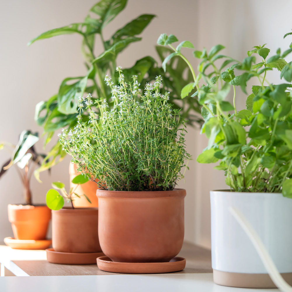 Bij Francisca – veel gegeven antwoorden