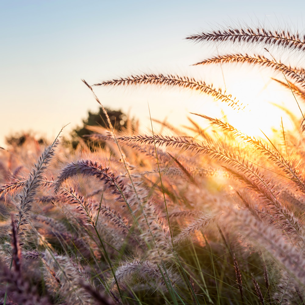Coaching in de natuur bij Francisca